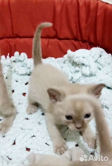 Котята европейской бурмы