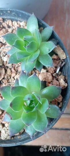 Каменные розы