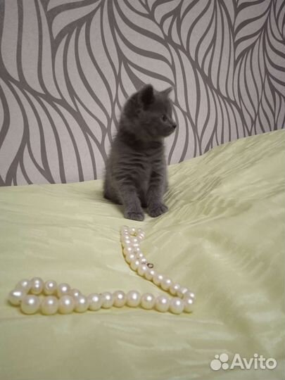 Мимимишная лапуська в добрые руки