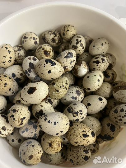 Яйцо перепелиное домашнее