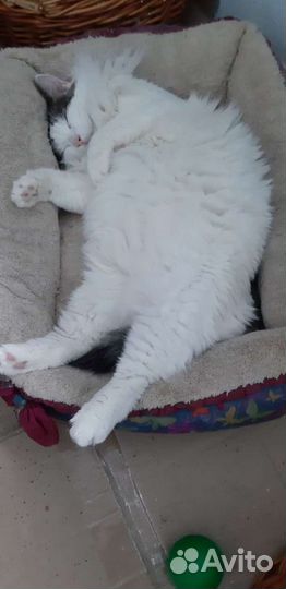 Молодой котик