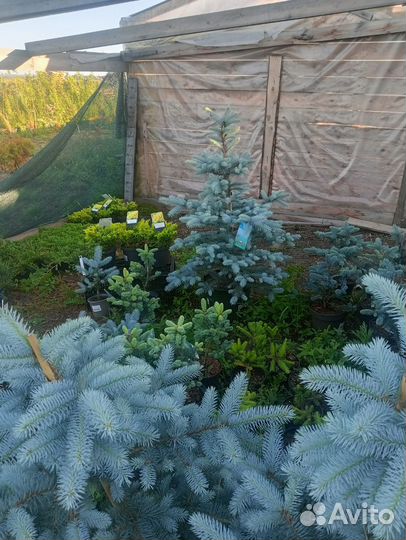 Питомник растений