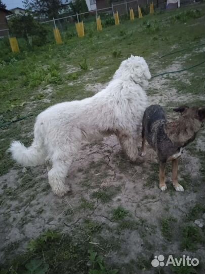 Южнорусская овчарка