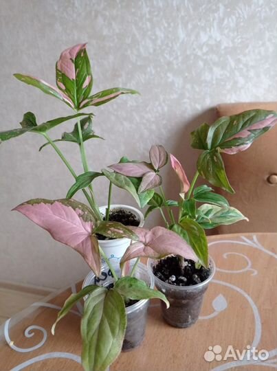 Пеларгонии, сингониумы