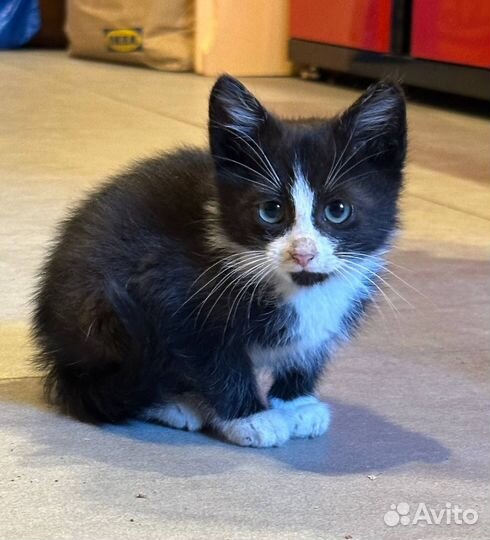 Котенок кот черный белый в добрые руки бездомный
