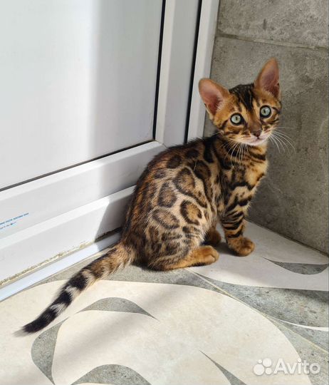 Бенгалы в разведение и любимцы