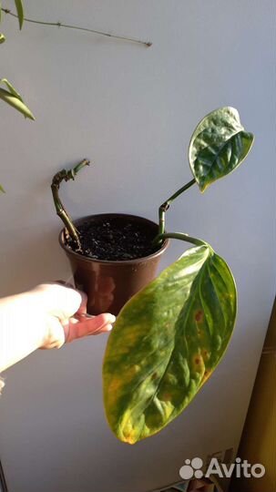 Отростки комнатных экзотов