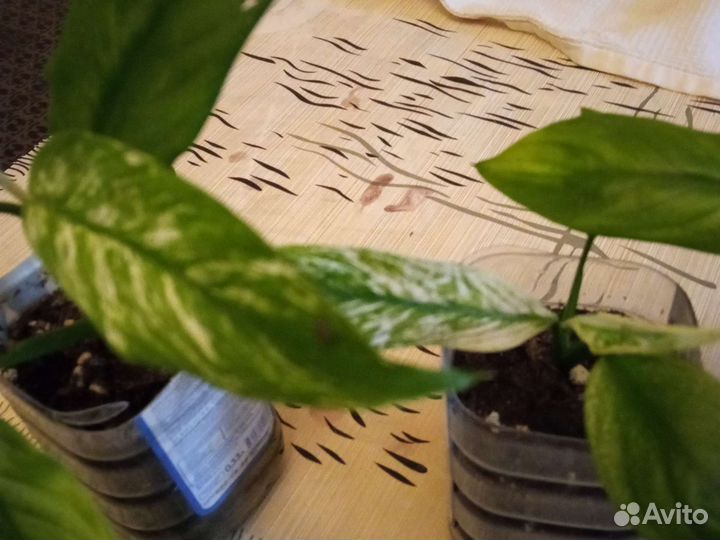 Спатифиллум new one