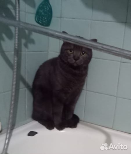 Британский кот в добрые руки