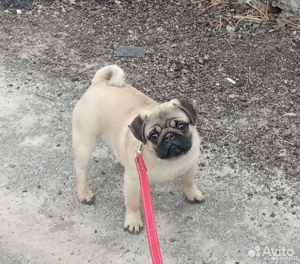 Щенки мопса