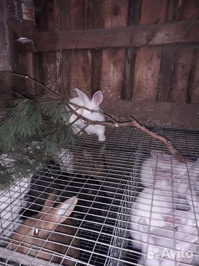 Белый панон