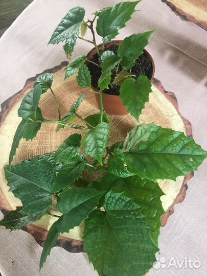 Циссус антарктисеский