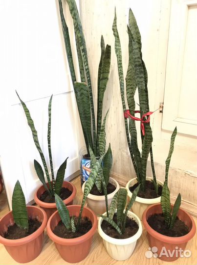 Комнатное растение -Сансевиерия,тещин язык