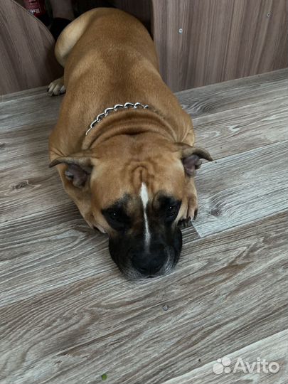 Случка амстафф