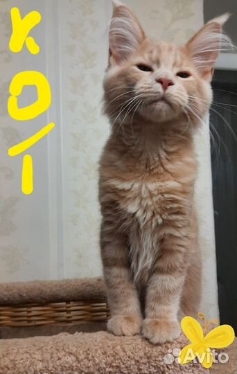 Котята мейн-кун