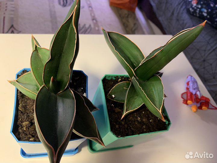 Сансевьерия самурай