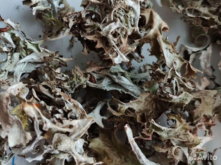 Исландский мох (сироп и трава)