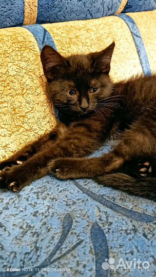 Котёнок девочка в добрые руки