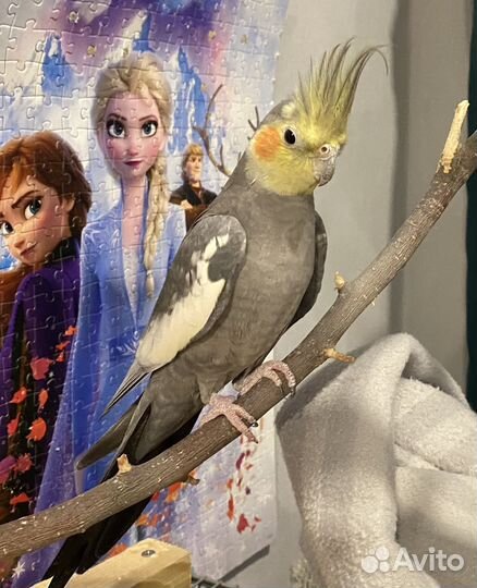 Попугай корелла