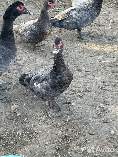 Лавандовые индоутки