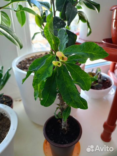 Молочай миля