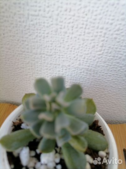 Драцена биколор, церопегия вуда, эчеверия топси