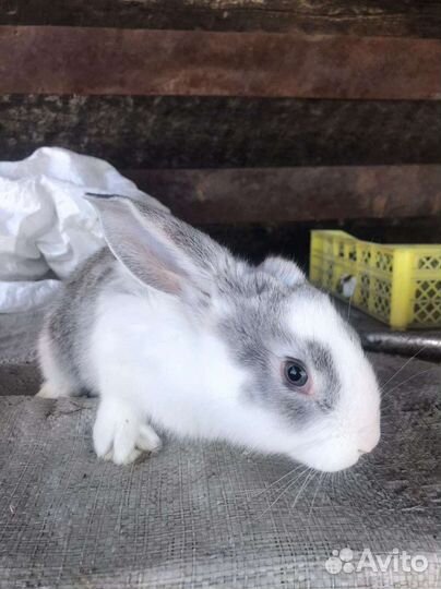 Кролики мясной породы ждут свох хозяев