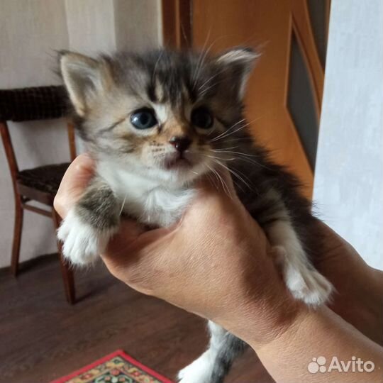 Кошечка в добрые руки