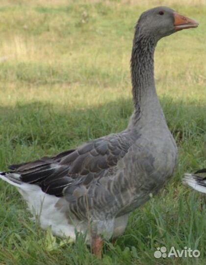 Гусята серые крупные