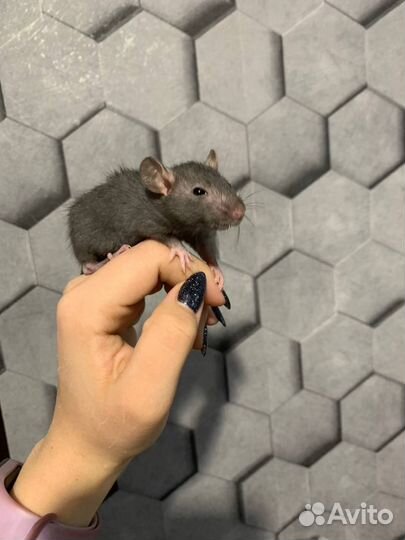 Декоративная крыса