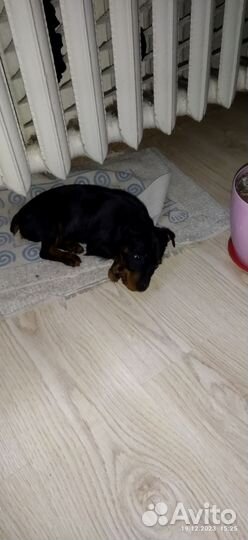 Щенки ягдтерьер