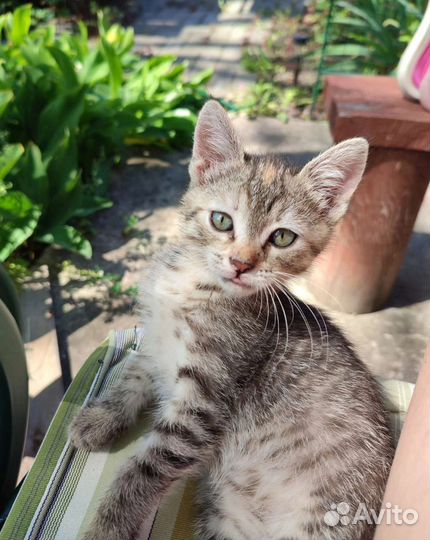 Малявка в добрые руки