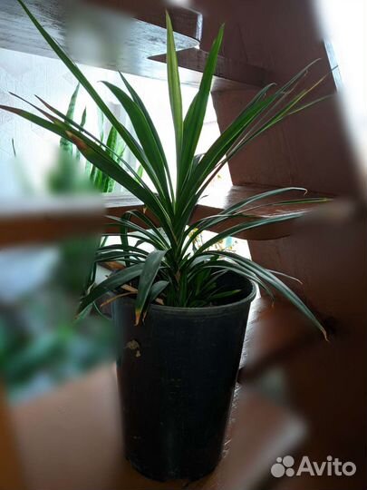 Драцена пальма