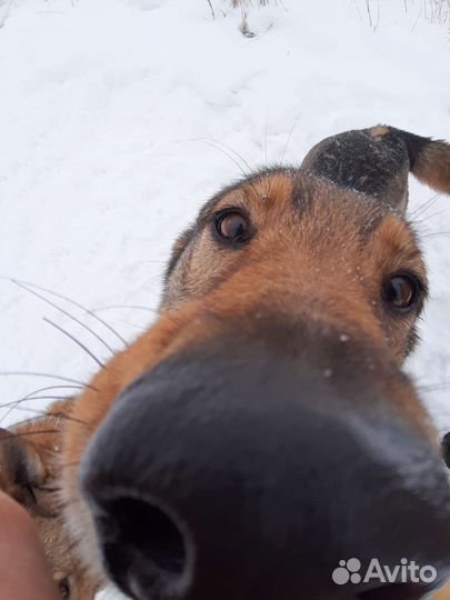 Выгул собак и передержка