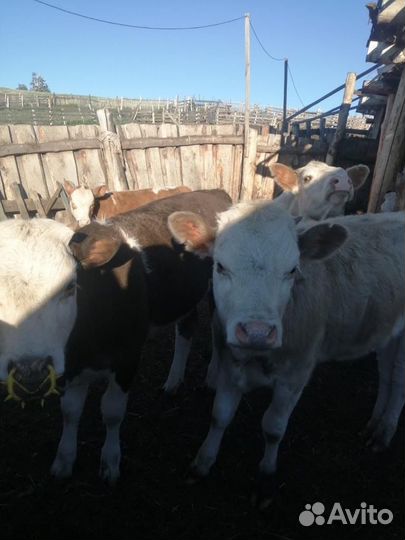 Бычки телки сементал