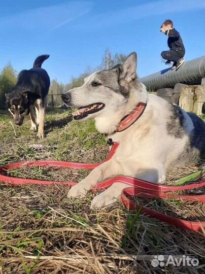 Собаки бесплатно в добрые руки