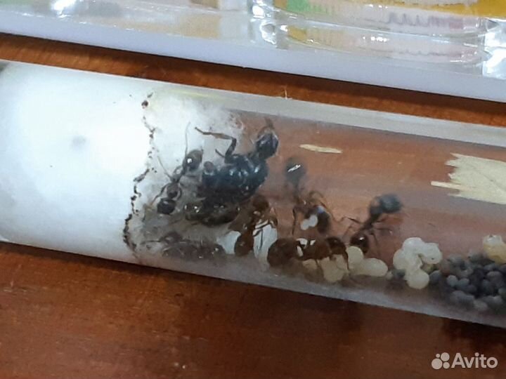 Муравьиная Ферма Maxi + 