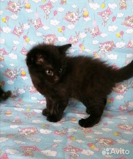 Отдам в хорошие руки хорошеньких котят