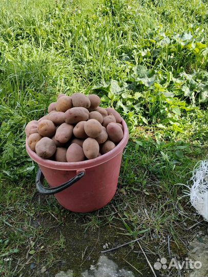 Продукты питания