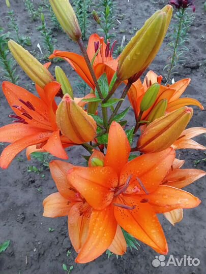 Лилии луковица