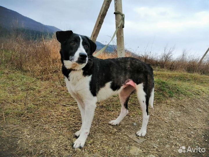 Собака в добрые руки