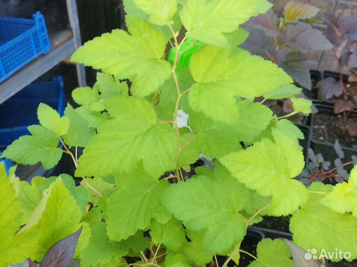 Пузыреплодник Литл Джокер