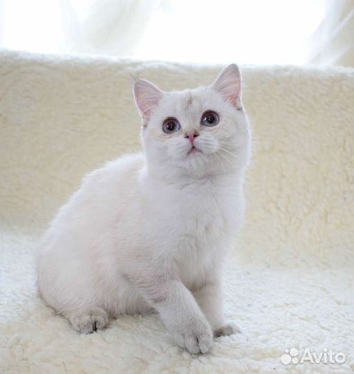 Шотландская кошка