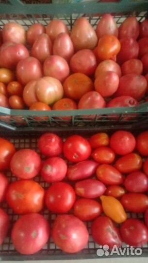 Помидоры свежие, домашние, вкусные