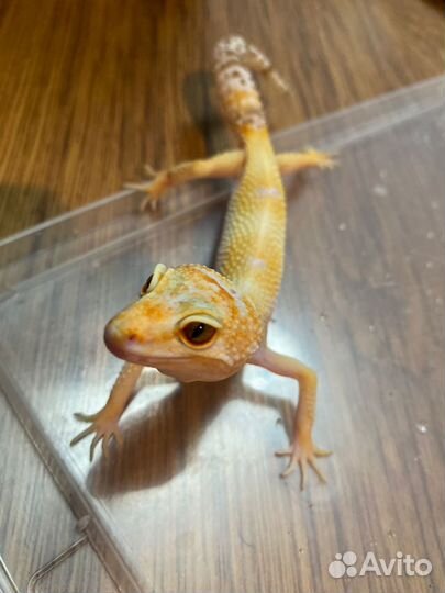 Ящерица эублефар
