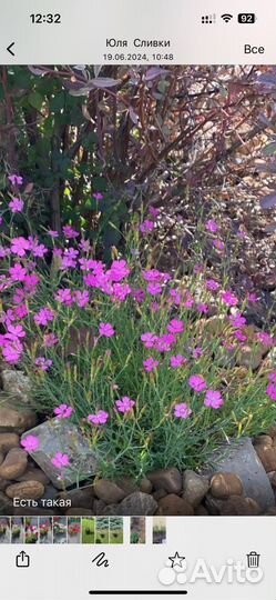 Многолетники