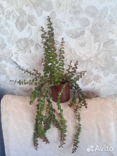 Колумнея, редкий сорт, укоренённые черенки