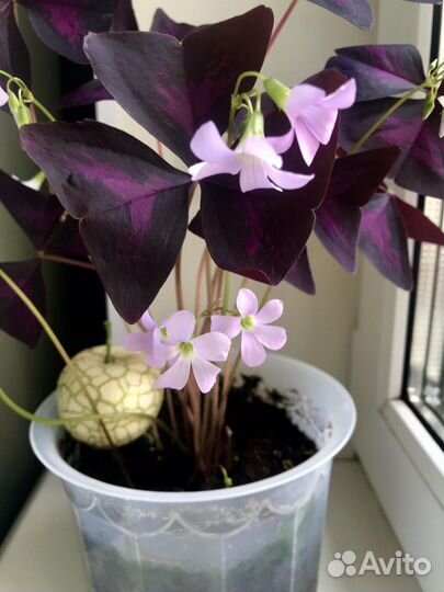 Кислица чудная