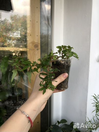 Эпипремнум Энджой, Фикус, Драцена флорида и др