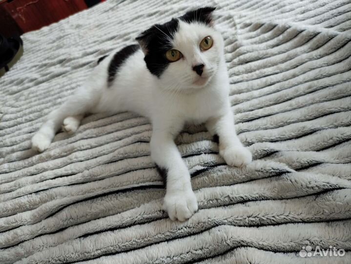 Кошка в добрые руки